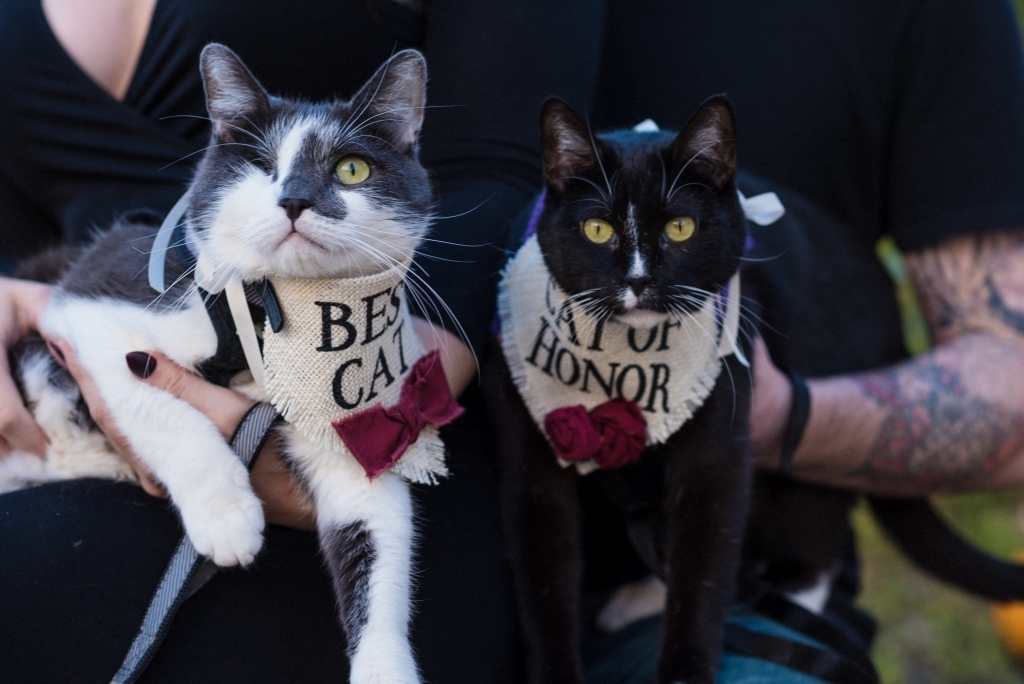 Cat Wedding Party Engagement Photos - Black White and Raw Photography